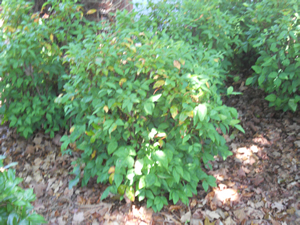 dwarf_nandina